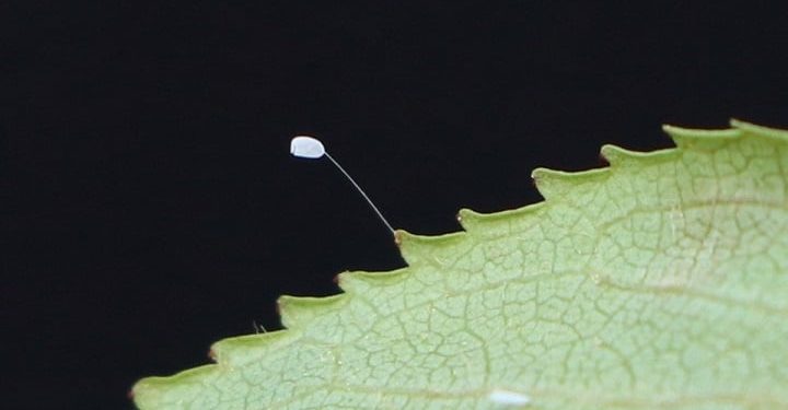 3 bin yılda açtığına inanılan çiçek, Türkiye’de görüldü