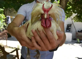 Boynuzlu horoz görenleri şaşırtıyor