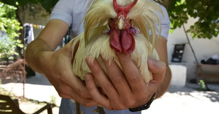 Boynuzlu horoz görenleri şaşırtıyor