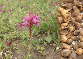 Sakın bu bitkiyi toplamayın! Cezası 73 bin TL