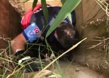 Foseptik çukuruna düşen keçiyi itfaiye kurtardı