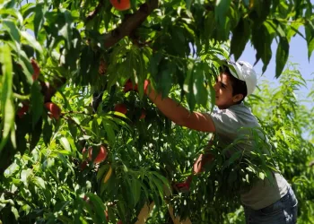 İnegöl’de şeftali hasadı başladı