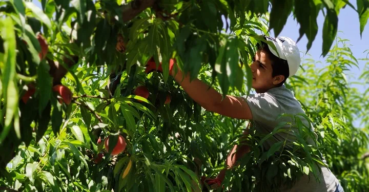 İnegöl’de şeftali hasadı başladı