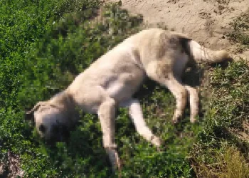 İznik’te 4 köpek ölü bulundu