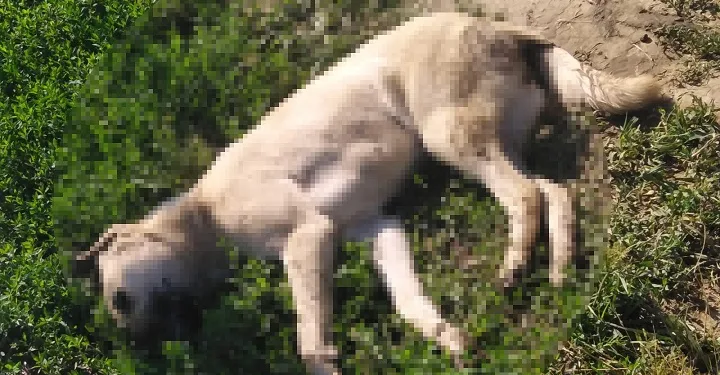 İznik’te 4 köpek ölü bulundu