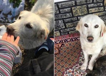 Bursa’da işkence mağduru köpek ‘Murphy’ kurtarılamadı…