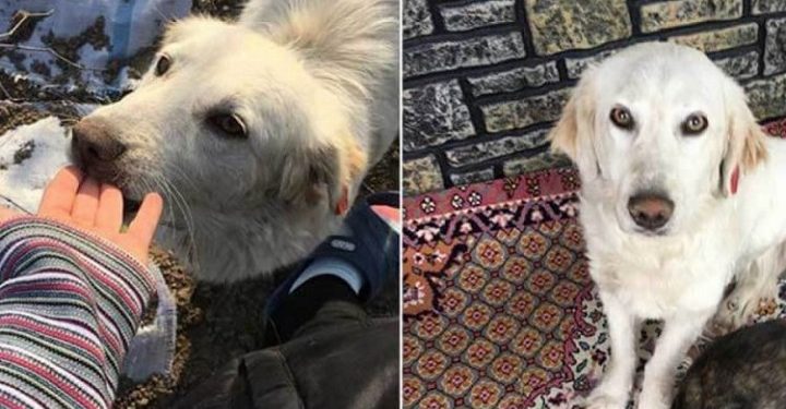 Bursa’da işkence mağduru köpek ‘Murphy’ kurtarılamadı…