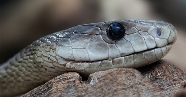Yılanları öldürmek ‘zoonoz’ hastalığının önünü açabilir