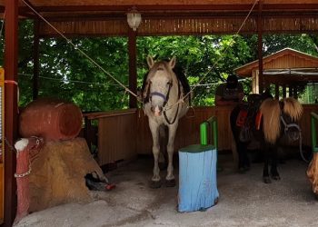 Bursa’da sosyal medyayı ayağa kaldıran görüntü!