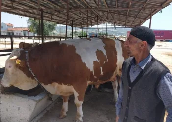 25 bin liraya satıldı!