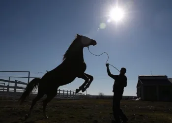 Karacabey’de 79 safkan Arap tayı satılacak