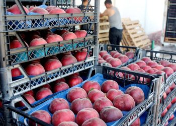 İnegöl’den Rusya ve Irak’a şeftali