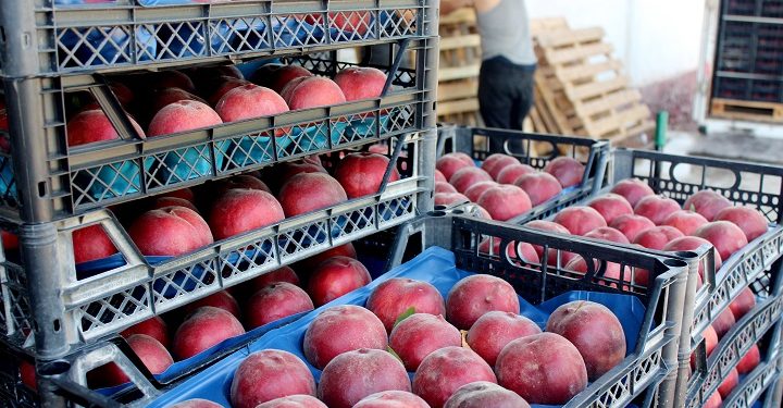 İnegöl’den Rusya ve Irak’a şeftali