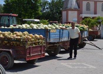 Mustafakemalpaşa’da karpuz ve kavun hasadı başladı