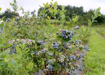 İnegöl’de yaban mersini hasadı