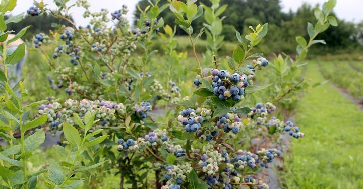 İnegöl’de yaban mersini hasadı