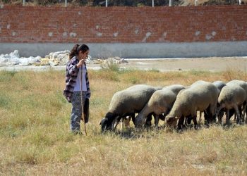 Çobanlık yapan ‘kitap kurdu Suzan’a Türkiye’den kitap yağdı