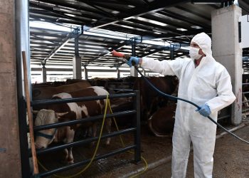 Osmangazi’de kurban satış yerleri ilaçlanıyor