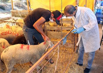 Mudanya’da kurban satış yerleri denetlendi