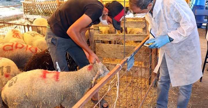 Mudanya’da kurban satış yerleri denetlendi