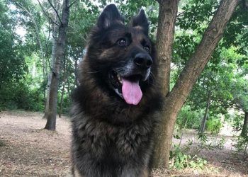 Eşini ısıran köpeği öldürdü