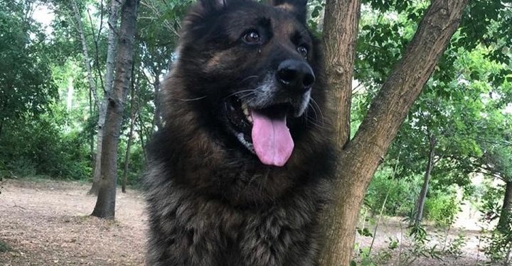 Eşini ısıran köpeği öldürdü