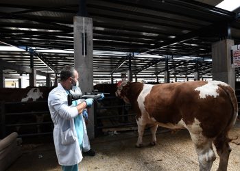 Kaçan kurbanlıklar için özel TİM