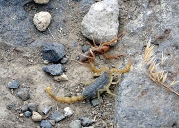 Van’da akrep ve örümcek istilası