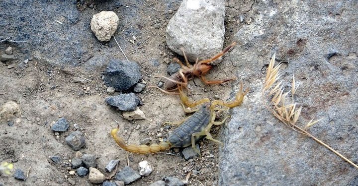 Van’da akrep ve örümcek istilası