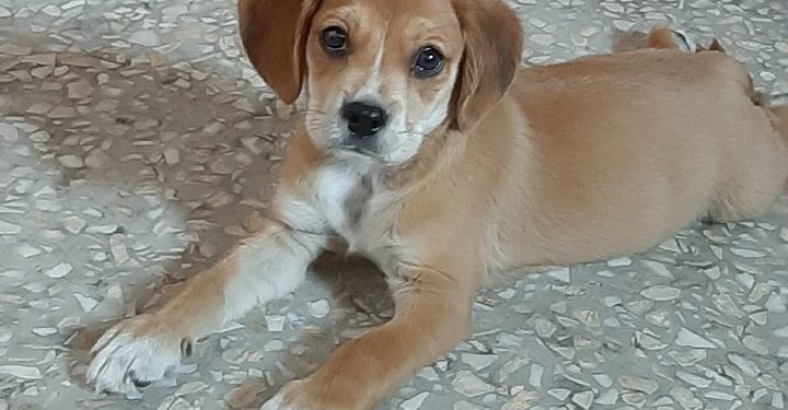 Bursa’da köpek hırsızlığı kamerada