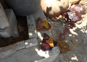 Kesilen büyükbaş hayvan tüberkülozlu çıktı