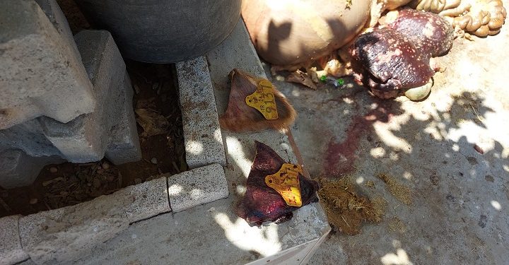 Kesilen büyükbaş hayvan tüberkülozlu çıktı