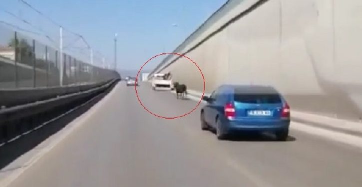 Bursa’da kaçan boğa ana caddeye girince ortalık karıştı