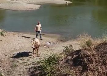 Bursa’da kurbanlık dana kaçtı