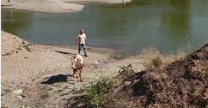 Bursa’da kurbanlık dana kaçtı