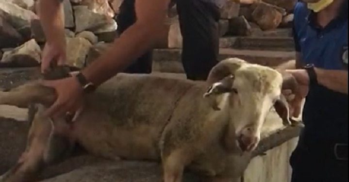 Bursa’da kuyuya düşen kurbanlık kurtarıldı