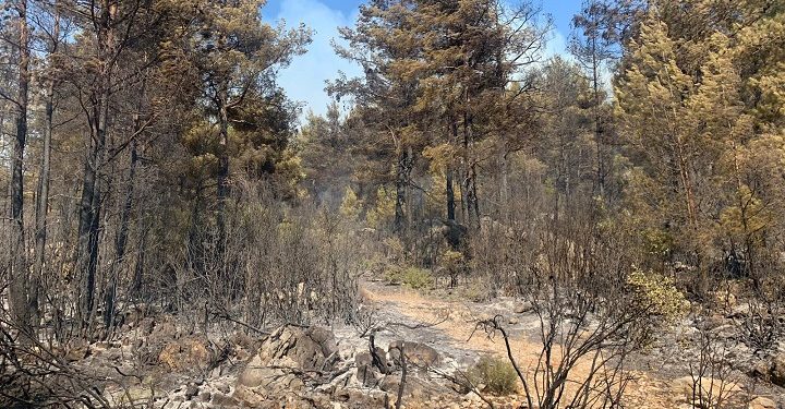 Mangal ateşi 42 dönüm araziyi kül etti