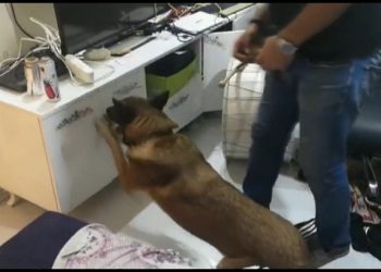 Bursa’da narkotik köpeği ‘Fırtına’ ile uyuşturucu operasyonu