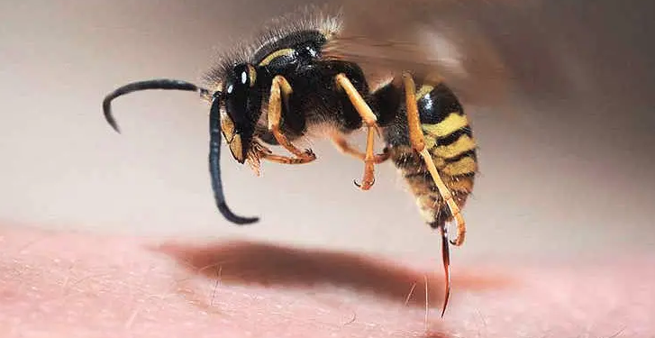 Camdan giren arının soktuğu şoför öldü