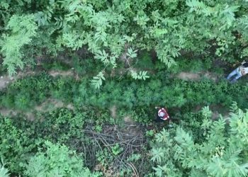 Bursa’da ormanı ‘Kenevir’ ile yeşilleştirmişler