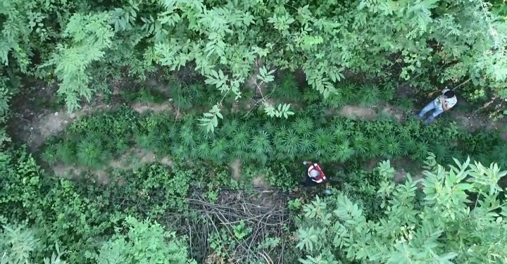 Bursa’da ormanı ‘Kenevir’ ile yeşilleştirmişler