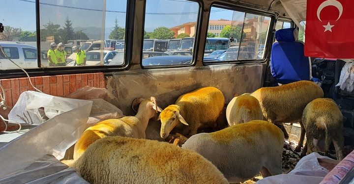 Trafikten men edilen araçla kurban satmaya kalkıştı