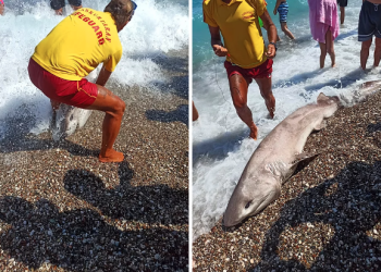 Konyaaltı sahiline köpekbalığı vurdu