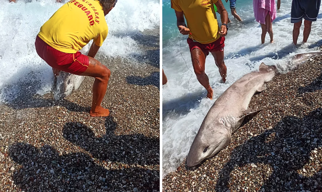Konyaaltı sahiline köpekbalığı vurdu