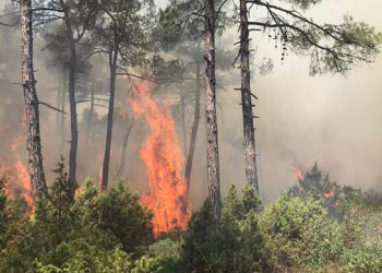 Bursa’da yangın! Ormanlık alandan dumanlar yükseliyor