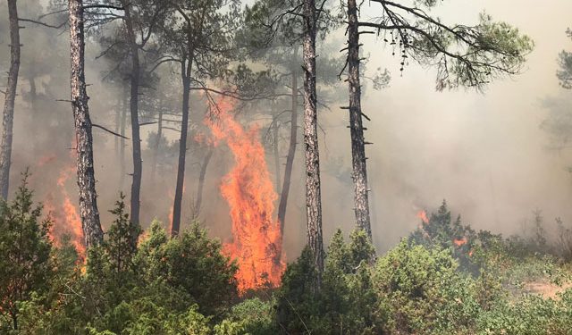 Bursa’da yangın! Ormanlık alandan dumanlar yükseliyor