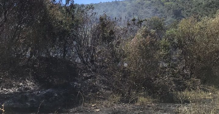 Bursa’da Uludağ’ın eteklerinde yangın
