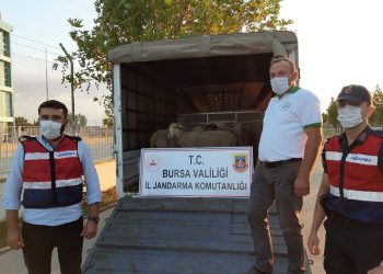 Bursa’da çalınan koyunları jandarma buldu