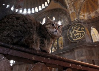 Ayasofya’nın kedisi Gli’ye arkadaş geldi