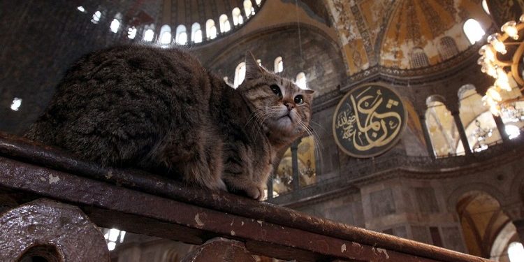 Ayasofya’nın kedisi Gli’ye arkadaş geldi